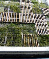GREEN Houseの壁面緑化