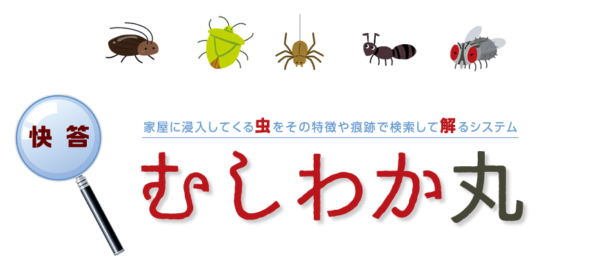 快答　むしわか丸