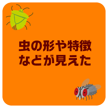 虫の形や特徴などが見えた