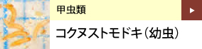 甲虫類：コクヌストモドキ（幼虫）