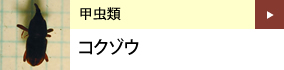 甲虫類：コクゾウ
