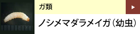 ガ類：ノシメマダラメイガ（幼虫）
