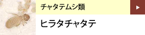 チャタテムシ類：ヒラタチャタテ