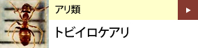 アリ類：トビイロケアリ