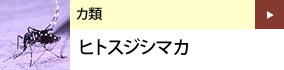 カ類：ヒトスジシマカ