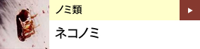 ノミ類：ネコノミ