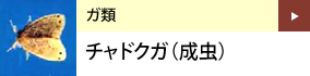 ガ類：チャドクガ（成虫）
