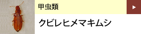 甲虫類：クビレヒメマキムシ