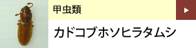 甲虫類：カドコブホソヒラタムシ