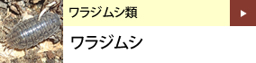 ワラジムシ類：ワラジムシ