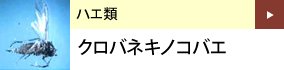 ハエ類：クロバネキノコバエ