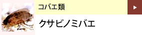 コバエ類：クサビノミバエ