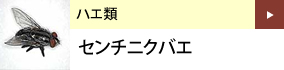 ハエ類：センチニクバエ