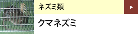 ネズミ類：クマネズミ