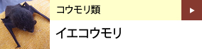 コウモリ類：イエコウモリ