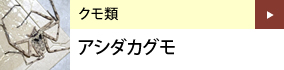 クモ類：アシダカグモ