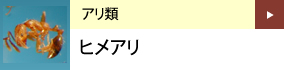 アリ類：ヒメアリ