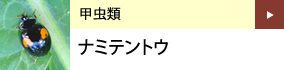 甲虫類：ナミテントウ