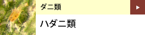 ダニ類：ハダニ類
