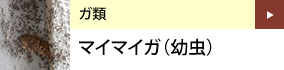 ガ類：マイマイガ（幼虫）
